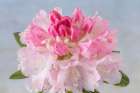USA, Washington State, Seabeck. Rain water on pink rhododendron blossoms. Art Print